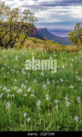 USA, Utah. Wiese gefüllt mit wilden Iris (Iris missouriensus) mit Blick auf Castle Valley im Manti-La Sal National Forest. Stockfoto