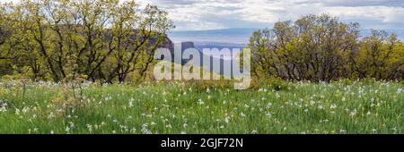 USA, Utah. Wiese gefüllt mit wilden Iris (Iris missouriensus) mit Blick auf Castle Valley im Manti-La Sal National Forest. Stockfoto