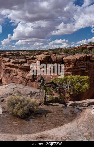 USA, Utah. Twisted Juniper (Juniperus osteosperma), am Rande einer Klippe, Dead Horse State Park. Stockfoto