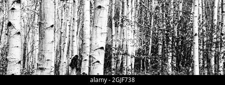 USA, Utah. Aspen (Populus sp.) und blühende Utah-Dienstbeere (Amelanchier utahensis) im üppigen Frühlingswald, dem Manti La Sal National Forest. Stockfoto