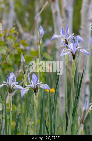 USA, Utah. Wilde Iris (Iris missouriensus) im Nationalpark Manti-La Sal. Stockfoto