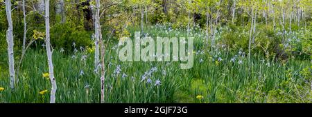 USA, Utah. Aspen (Populus sp.) und Wild Iris (Iris missouriensus) im üppigen Frühlingswald, dem Manti La Sal National Forest. Stockfoto