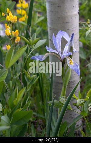 USA, Utah. Aspen (Populus sp.) und Wild Iris (Iris missouriensus) im üppigen Frühlingswald, dem Manti La Sal National Forest. Stockfoto