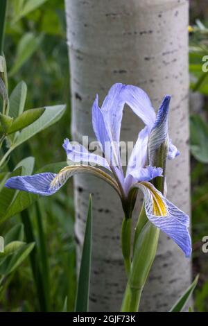 USA, Utah. Aspen (Populus sp.) und Wild Iris (Iris missouriensus) im üppigen Frühlingswald, dem Manti La Sal National Forest. Stockfoto