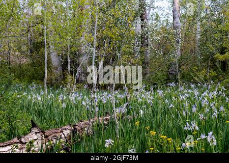 USA, Utah. Aspen (Populus sp.), Iris (Iris missouriensus) und blühende Utah-Serviceredbeere (Amelanchier utahensis) im üppigen Frühlingswald, Manti La Sal Stockfoto