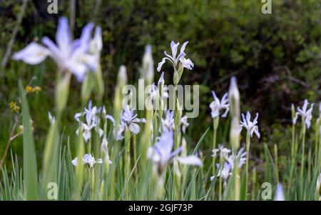 USA, Utah. Wilde Iris (Iris missouriensus) im Nationalpark Manti-La Sal. Stockfoto