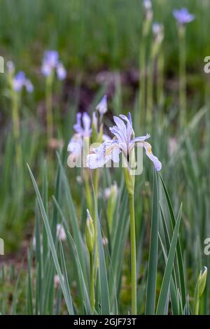 USA, Utah. Wilde Iris (Iris missouriensus) im Nationalpark Manti-La Sal. Stockfoto