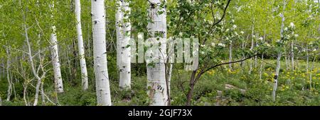 USA, Utah. Aspen (Populus sp.) und blühende Utah-Dienstbeere (Amelanchier utahensis) im üppigen Frühlingswald, dem Manti La Sal National Forest. Stockfoto
