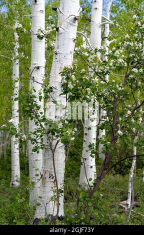 USA, Utah. Aspen (Populus sp.) und blühende Utah-Dienstbeere (Amelanchier utahensis) im üppigen Frühlingswald, dem Manti La Sal National Forest. Stockfoto