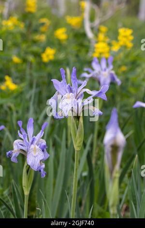 USA, Utah. Wilde Iris (Iris missouriensus) im Nationalpark Manti-La Sal. Stockfoto