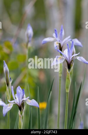 USA, Utah. Wilde Iris (Iris missouriensus) im Nationalpark Manti-La Sal. Stockfoto