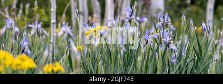 USA, Utah. Aspen (Populus sp.) und Bris (Iris missouriensus), Manti La Sal National Forest. Stockfoto