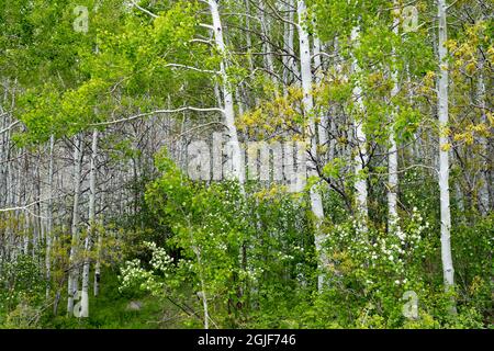 USA, Utah. Aspen (Populus sp.) und blühende Utah-Dienstbeere (Amelanchier utahensis) im üppigen Frühlingswald, dem Manti La Sal National Forest. Stockfoto