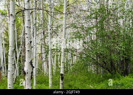 USA, Utah. Aspen (Populus sp.) und blühende Utah-Dienstbeere (Amelanchier utahensis) im üppigen Frühlingswald, dem Manti La Sal National Forest. Stockfoto