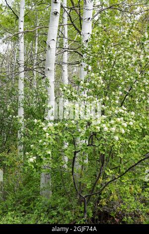 USA, Utah. Aspen (Populus sp.) und blühende Utah-Dienstbeere (Amelanchier utahensis) im üppigen Frühlingswald, dem Manti La Sal National Forest. Stockfoto