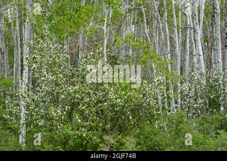 USA, Utah. Aspen (Populus sp.) und blühende Utah-Dienstbeere (Amelanchier utahensis) im üppigen Frühlingswald, dem Manti La Sal National Forest. Stockfoto