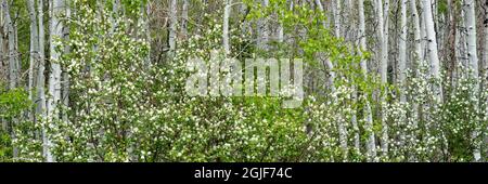 USA, Utah. Aspen (Populus sp.) und blühende Utah-Dienstbeere (Amelanchier utahensis) im üppigen Frühlingswald, dem Manti La Sal National Forest. Stockfoto