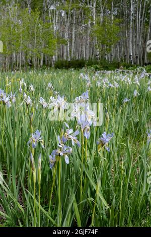 USA, Utah. Aspen (Populus sp.) und Wild Iris (Iris missouriensus) im üppigen Frühlingswald, dem Manti La Sal National Forest. Stockfoto