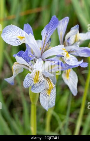 USA, Utah. Wilde Iris (Iris missouriensus) im Nationalpark Manti-La Sal. Stockfoto