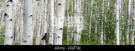 USA, Utah. Aspen (Populus sp.) und blühende Utah-Dienstbeere (Amelanchier utahensis) im üppigen Frühlingswald, dem Manti La Sal National Forest. Stockfoto