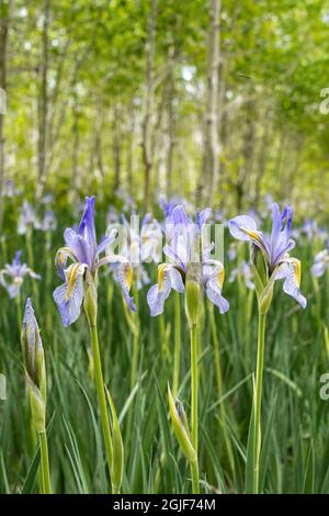 USA, Utah. Wilde Iris (Iris missouriensus) im Nationalpark Manti-La Sal. Stockfoto