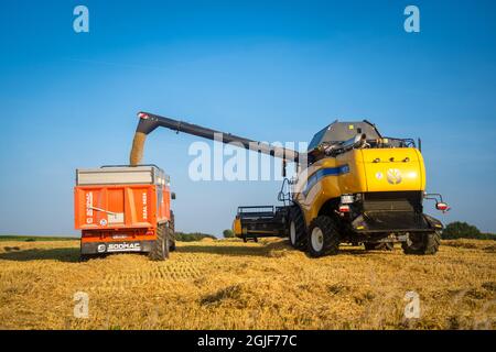 New Holland CX8080 auf einem Feld an sonnigen Sommertagen Frankreich, Bretagne 25 August 2021. Gelbe Mähdrescherernte auf Getreidefeld. Sommerernte. Harve Stockfoto