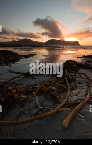 Seetang wurde am Orkney-Strand ausgewaschen Stockfoto