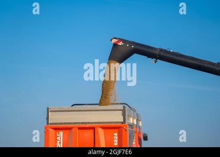New Holland CX8080 auf einem Feld an sonnigen Sommertagen Frankreich, Bretagne 25 August 2021. Gelbe Mähdrescherernte auf Getreidefeld. Sommerernte. Harve Stockfoto