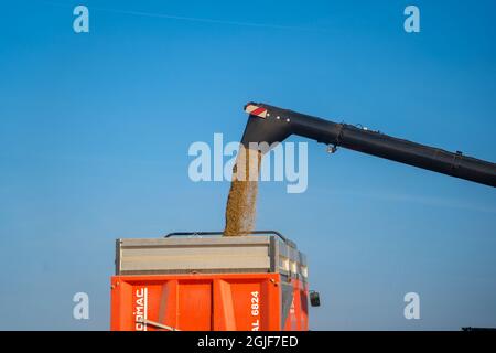 Yellow Mähdrescher New Holland erntet reifes Weizenfeld. Landwirtschaft in Frankreich. Die Ernte ist der Prozess, eine reife Ernte aus dem Fie zu sammeln Stockfoto