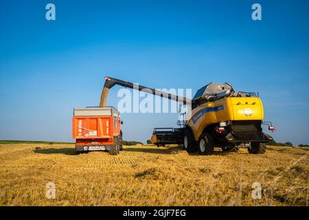 New Holland Landwirtschaft gelb Mähdrescher erntet Weizen in der Region France Bratny am 25. August 2021. Weizenschere. Mähdrescher vor Ort. Industrielles Personal Stockfoto
