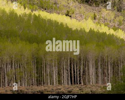 Aspen Trees, Frühling, alter Pando-Klon (geschätzt 80,000 Jahre alt), Fishlake National Forest, Utah Stockfoto