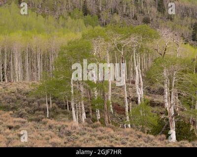 Aspen Trees, Frühling, alter Pando-Klon (geschätzt 80,000 Jahre alt), Fishlake National Forest, Utah Stockfoto