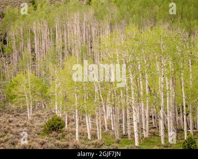 Aspen Trees, Frühling, alter Pando-Klon (geschätzt 80,000 Jahre alt), Fishlake National Forest, Utah Stockfoto