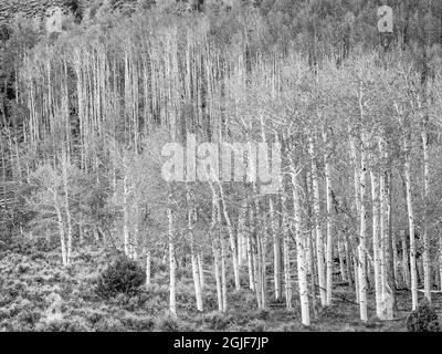 Aspen Trees, Frühling, alter Pando-Klon (geschätzt 80,000 Jahre alt), Fishlake National Forest, Utah Stockfoto