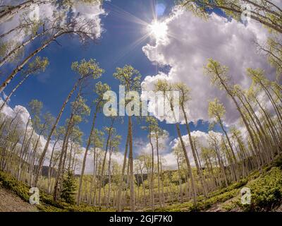 Aspen Trees, Frühling, alter Pando-Klon (geschätzt 80,000 Jahre alt), Fishlake National Forest, Utah Stockfoto