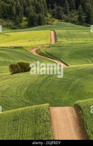 Unbefestigte Straße, die sich über grüne Weizenfelder schlängelt, Palouse im Osten Washingtons. Stockfoto