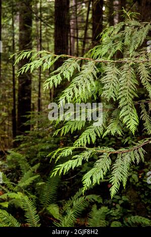 USA, Staat Washington. Olympic Peninsula, Nahaufnahme von immergrünen Blättern. Stockfoto