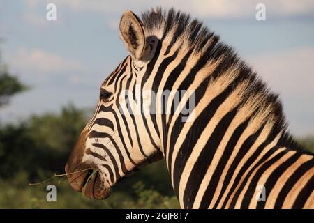 Nahaufnahme eines Chapman-Zebras (Equus quagga ssp. Chapmani), Südafrika, mit Blick nach links, mit Himmelshintergrund Stockfoto