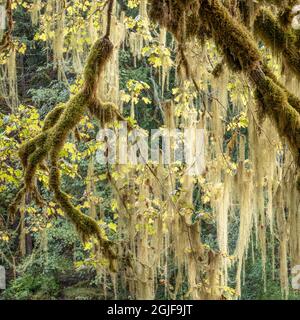 Methuselah's Beard (Usnea longissima) in einem Bigleaf Maple Tree, Washington, Olympic National Park, Staircase Rapids Area, Shady Lane Trail (Square Form Stockfoto