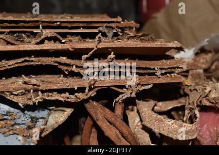 Holzschichten, die durch viele Termiten beschädigt wurden. Tote Termiten. Nahaufnahme. Stockfoto