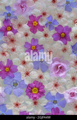 USA, Staat Washington, Seabeck. Montage von Frühlingsblumen. Stockfoto