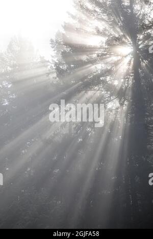 USA, Staat Washington, Seabeck. Gottes Strahlen und Nebel im Wald. Stockfoto