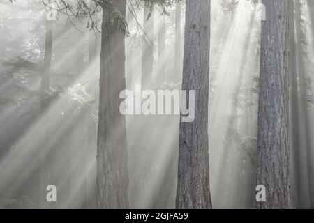 USA, Staat Washington, Seabeck. Gottes Strahlen und Nebel im Wald. Stockfoto