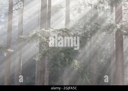 USA, Staat Washington, Seabeck. Gottes Strahlen und Nebel im Wald. Stockfoto