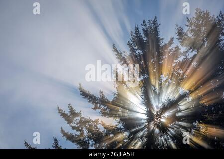 USA, Staat Washington, Seabeck. Morgensonnen im Baum. Stockfoto