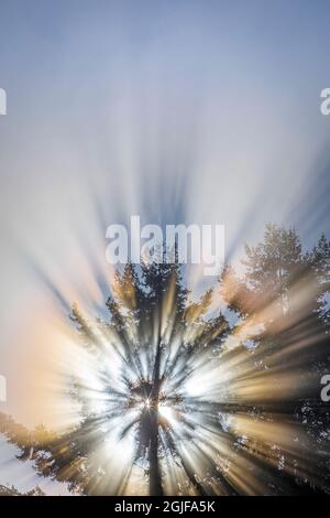 USA, Staat Washington, Seabeck. Morgensonnen im Baum. Stockfoto