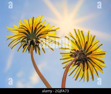 USA, Staat Washington, Seabeck. Dandelion blüht und sonnendurchblutet. Stockfoto