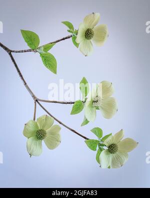 USA, Staat Washington, Seabeck. Pazifische Dogwood Blumen. Stockfoto