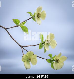 USA, Staat Washington, Seabeck. Pazifische Dogwood Blumen. Stockfoto