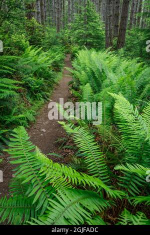 USA, Staat Washington, Seabeck. Waldweg im Guillemot Cove Nature Reserve. Stockfoto